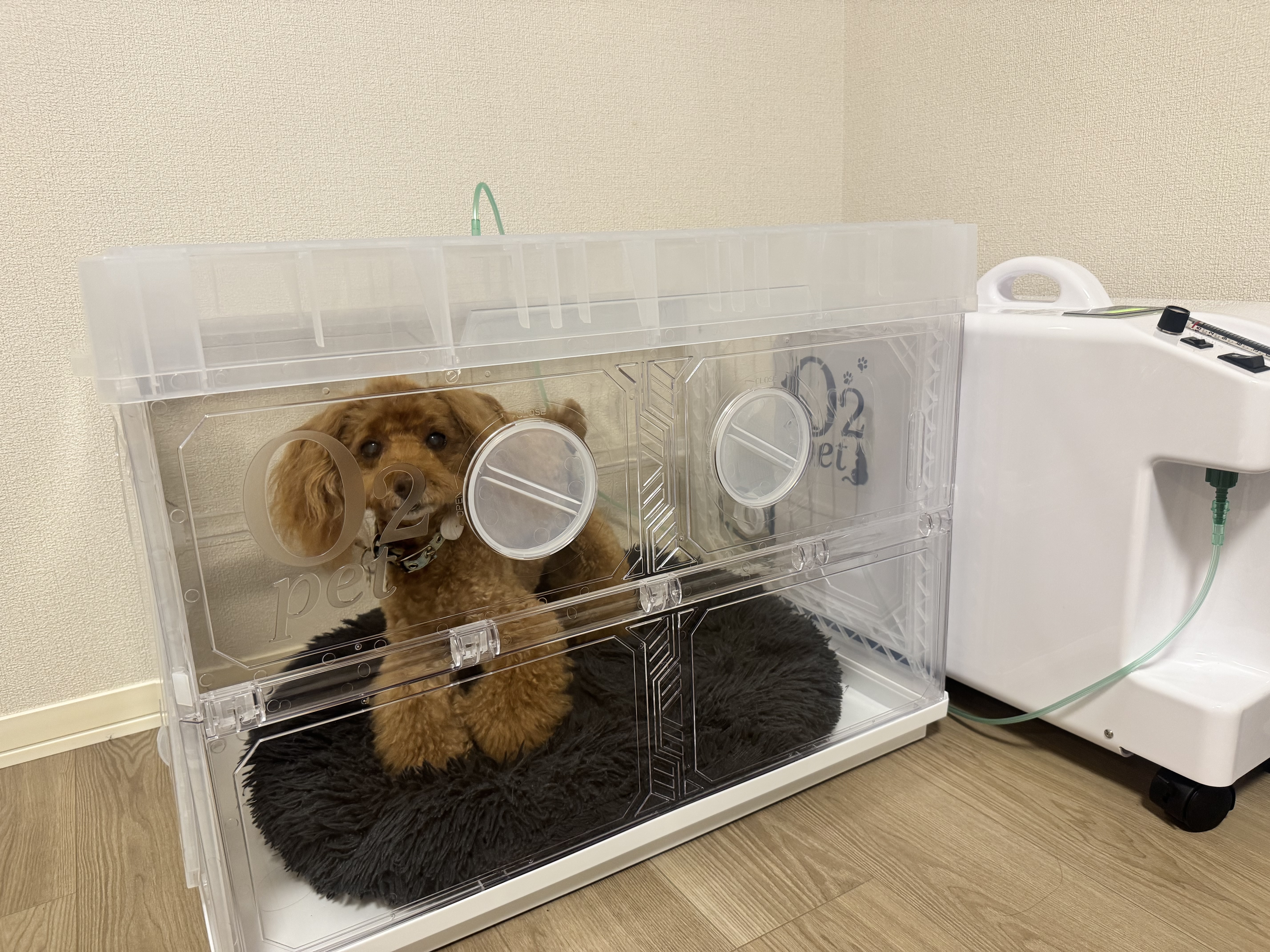 購入用の酸素室ケージ