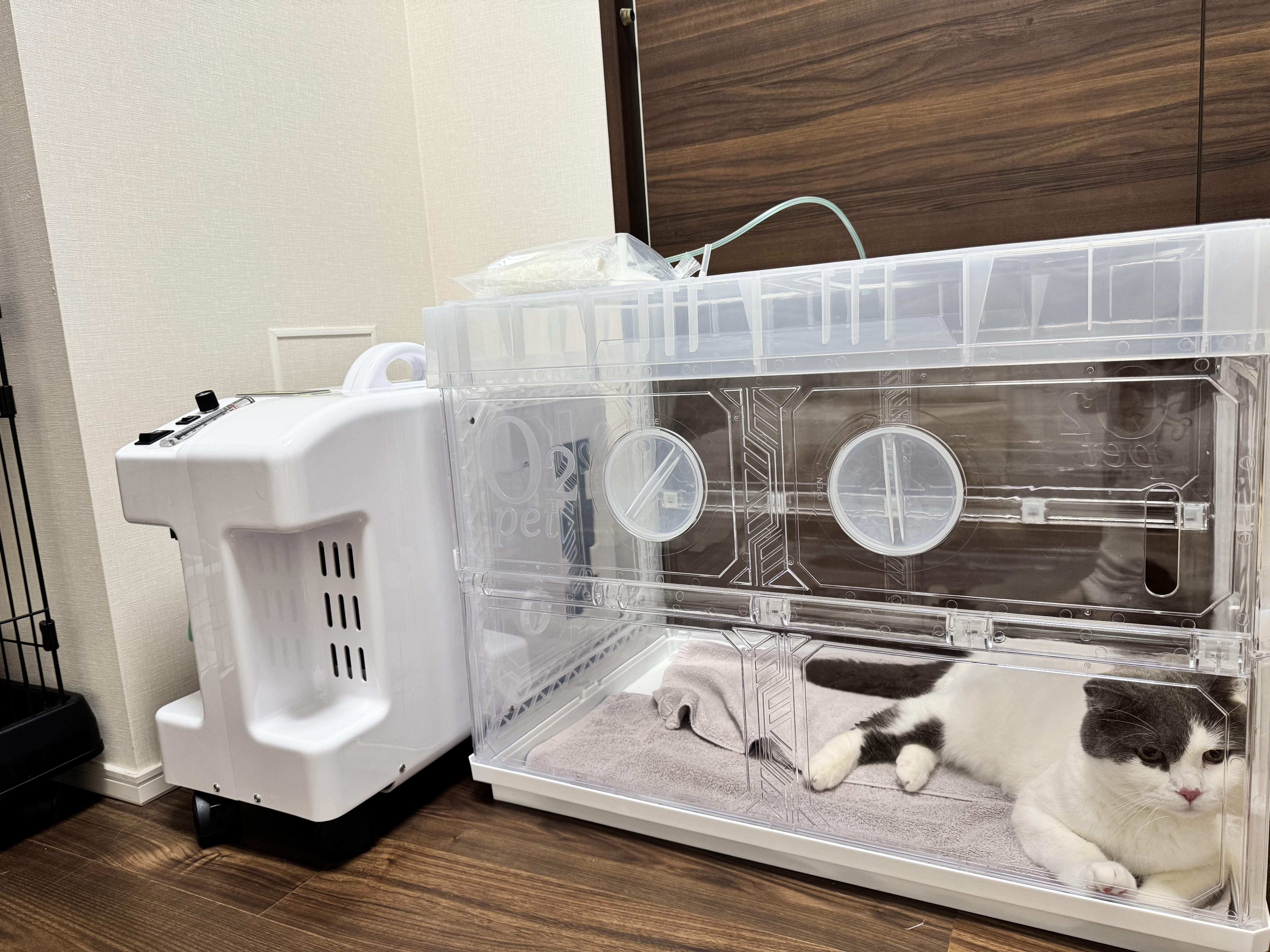 猫ちゃんの利用事例5