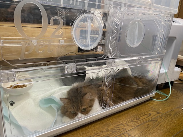 猫ちゃんの利用事例6