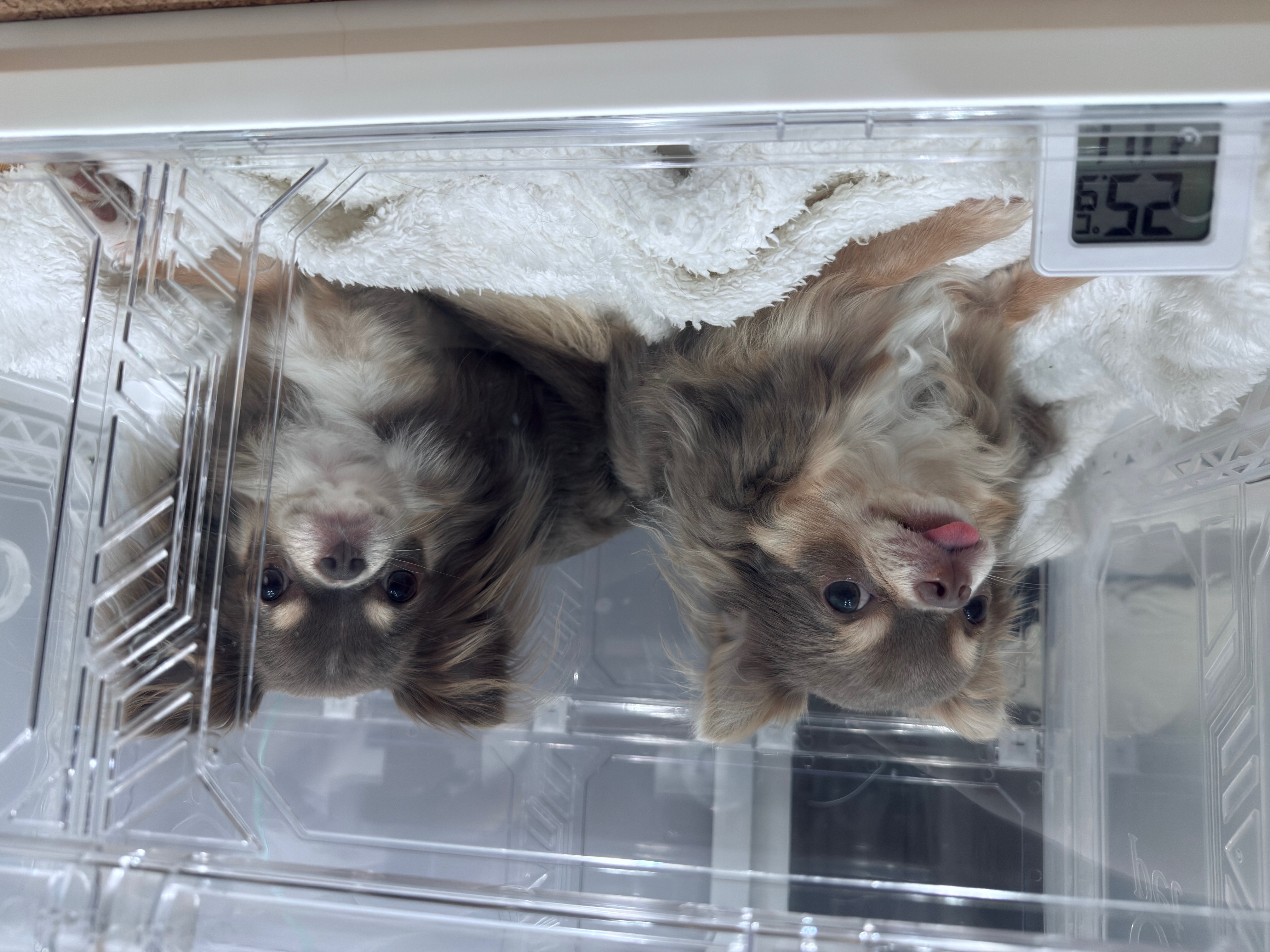 わんちゃんの利用事例2