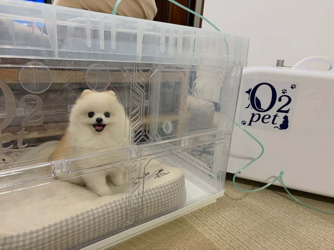 わんちゃんの利用事例5