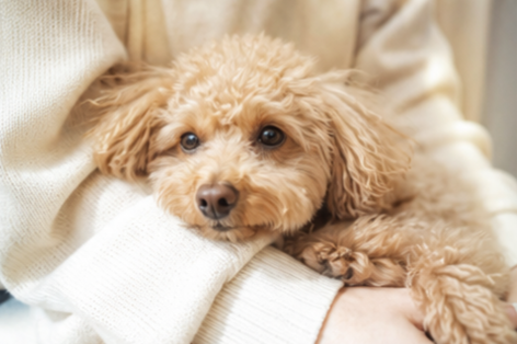ソファでくつろぐ愛犬